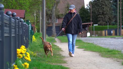 dog walking on the side of a road sniffing around