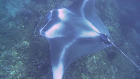 a giant mantaray is hovering above the reef