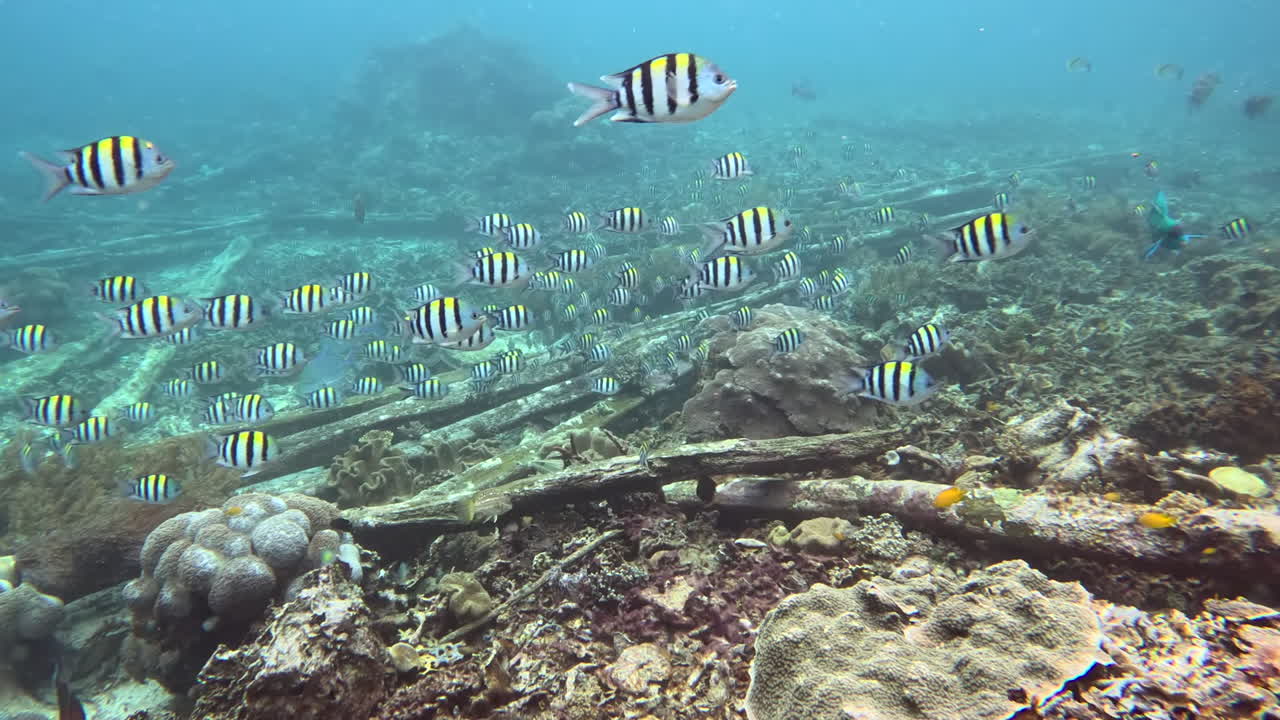 paisaje marino submarino con peces a rayas, postes de muelle y corales