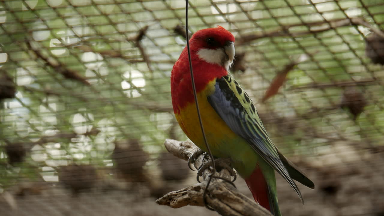 rosella oriental colorida ubicada en un santuario de vida silvestre en australia