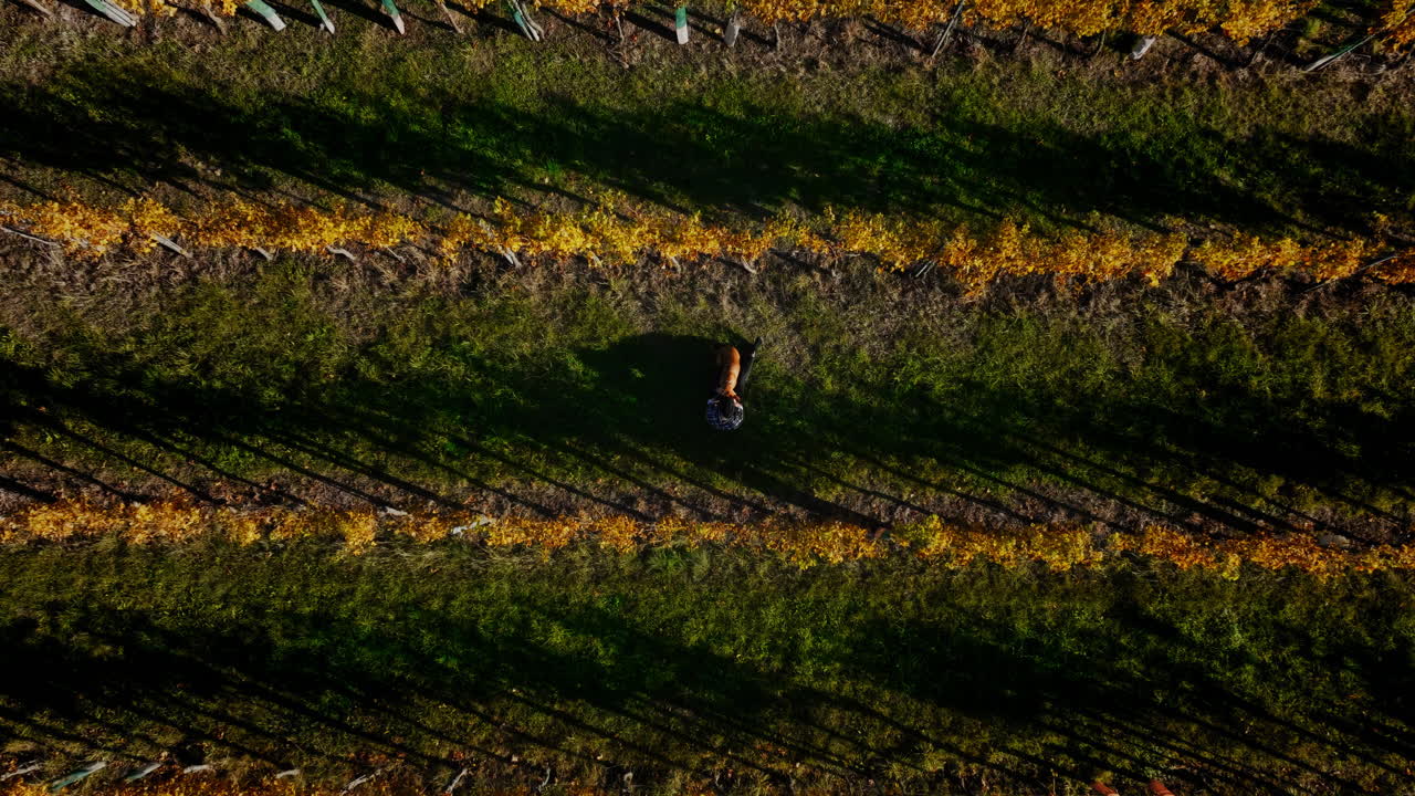 aéreo descendiendo sobre el hombre sentado en las filas de la granja de viñedos acariciando y acurrucando al perro en la hora dorada