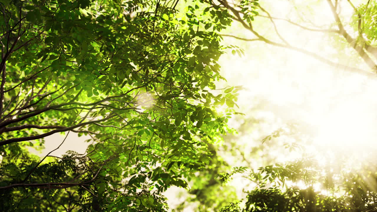 Sunlight peeking through tropical forest leaves
