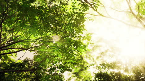 sunlight peeking through tropical forest leaves