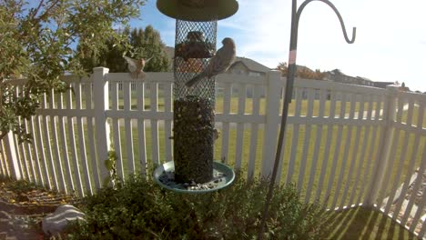 house finches flying in slow motion and feeding at a back yard bird feeder