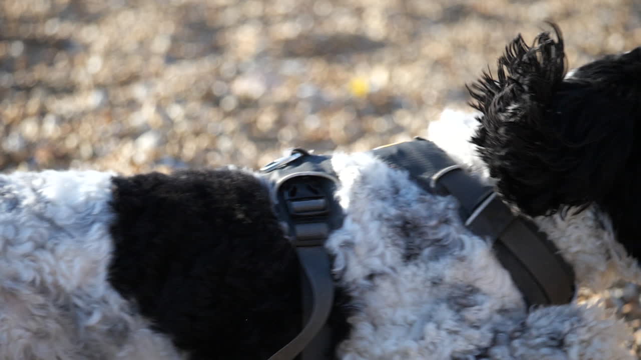 프레임이 부족한 영국의 조약돌 해변에 있는 사랑스러운 래브라두들 강아지의 슬로우 모션 샷