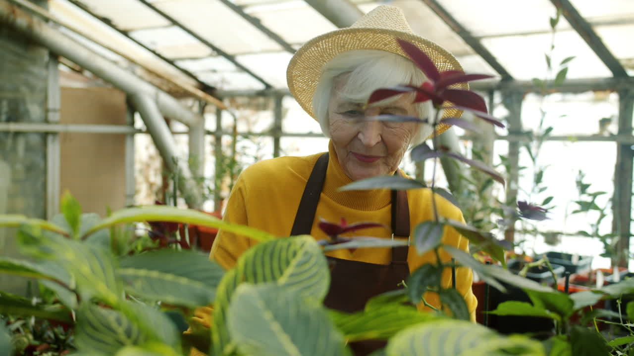 Senior Woman Gardener in a Greenhouse