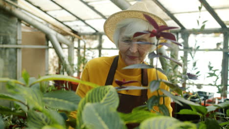 senior woman gardener in a greenhouse