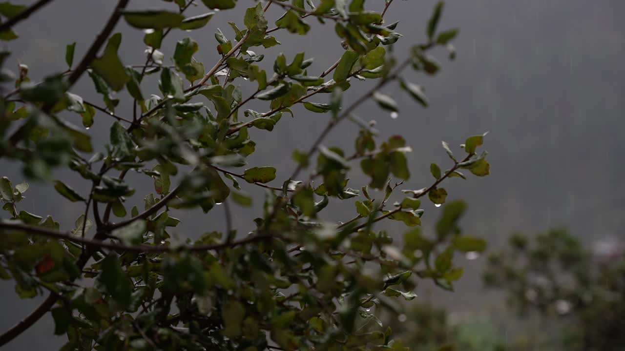 disparo en cámara baja de gotas de lluvia cayendo sobre hojas de roble verde, creando una atmósfera pacífica y serena
