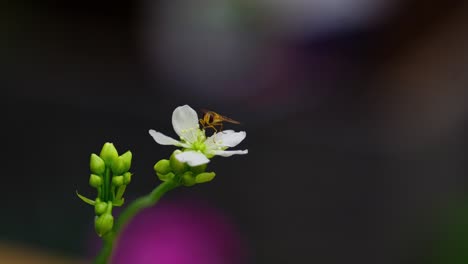 Un-Vídeo-Muestra-Una-Mosca-Flotante-Amarilla-Sobre-Las-Flores-De-Una-Venus-Atrapamoscas