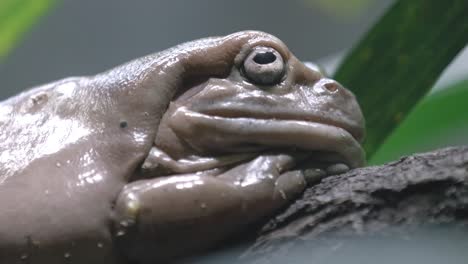 extreme side view of a white's tree frog resting in natural habitat