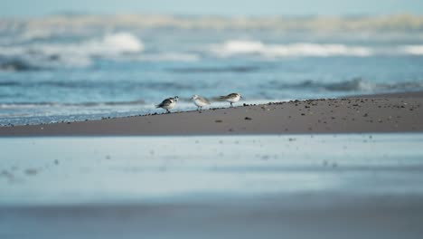 Agile-Sanderlings-scampering-playfully-amidst-the-rhythmic-waves-upon-the-sandy-shore