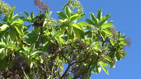 mariposa monarca saludable y abejas polinizando plantas y árboles en maui