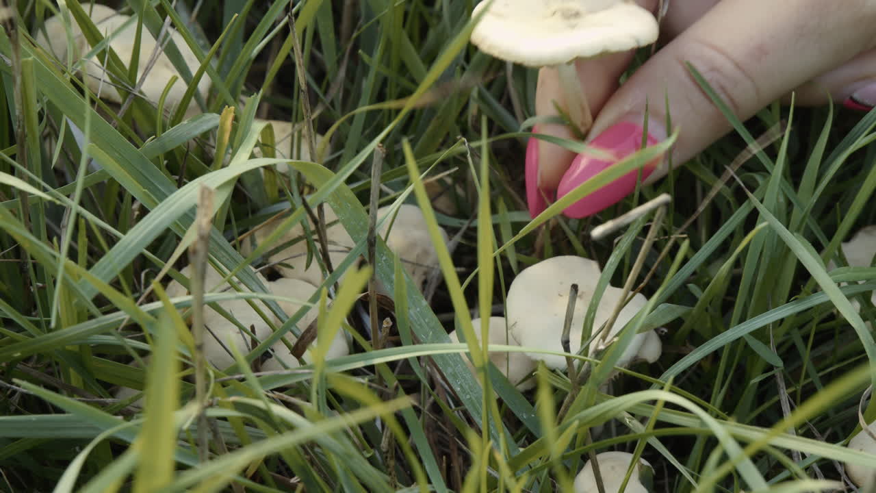 A girl found a mushroom in the field and plucked it