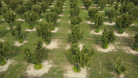 hazelnuts trees agriculture organic cultivation