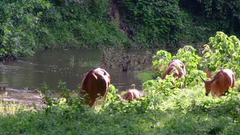 el banteng o tembadau, es un ganado salvaje que se encuentra en el sudeste asiático y se extinguió en algunos países