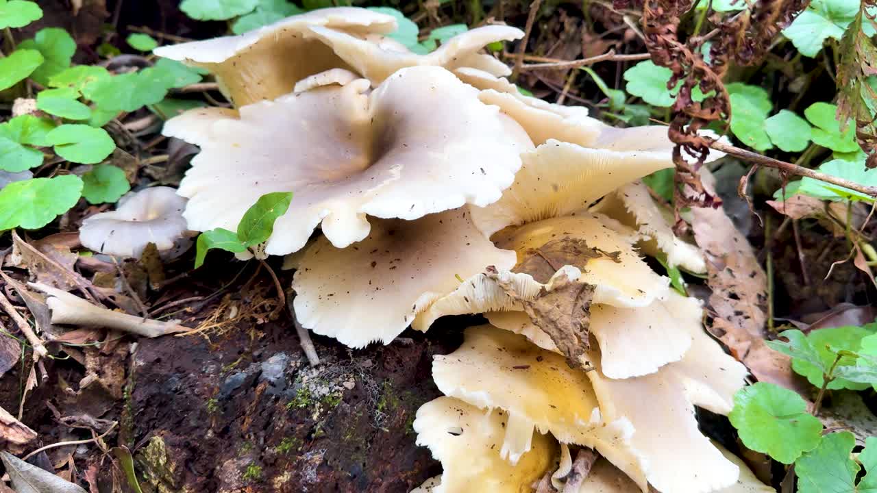 Camera slowly approaches wild mushrooms growing on forest floor, natural daylight, lush green foliage
