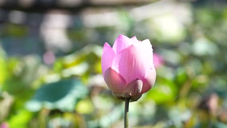 Teratai-Flower-In-Tropical-Nature-of-Bali-Island-Indonesia.