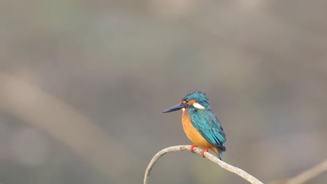 un pájaro macho martín pescador común se sienta en un palo en la india sobre el agua buscando atrapar su próxima comida