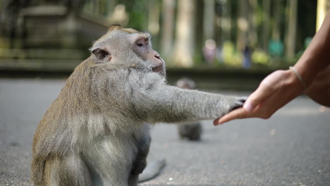 foto de un turista dando más comida a un gran mono balinés de cola larga en el bosque de monos sagrados en bali, indonesia