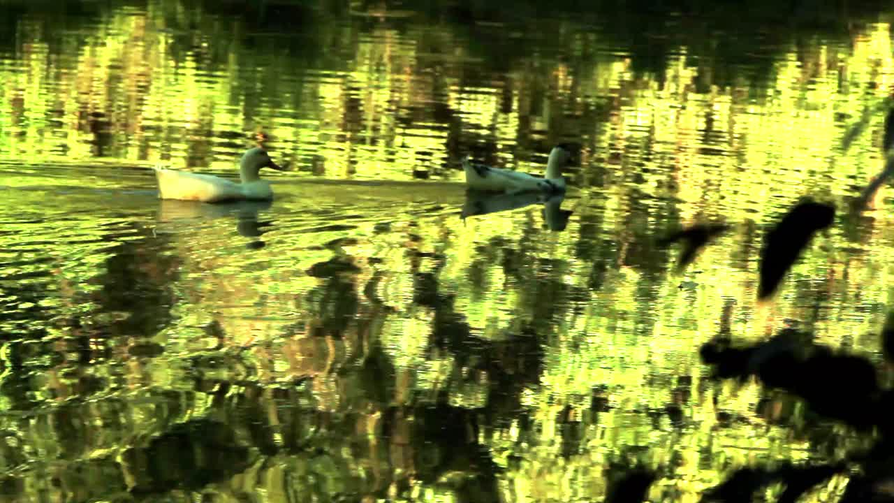 patos domesticados nadando a lo largo de un estanque con la exuberante vegetación reflejándose en la superficie del agua