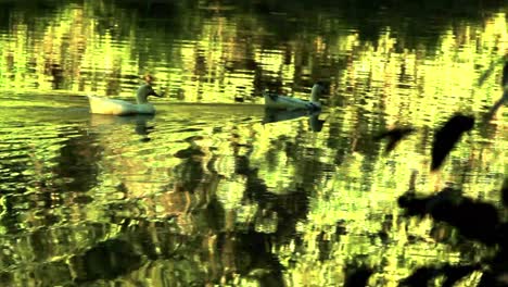 domesticated ducks swimming along a pond with the lush vegetation reflecting off the surface of the water