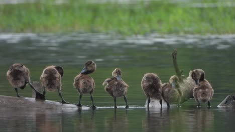 Whistling-duck---chicks---enjoying