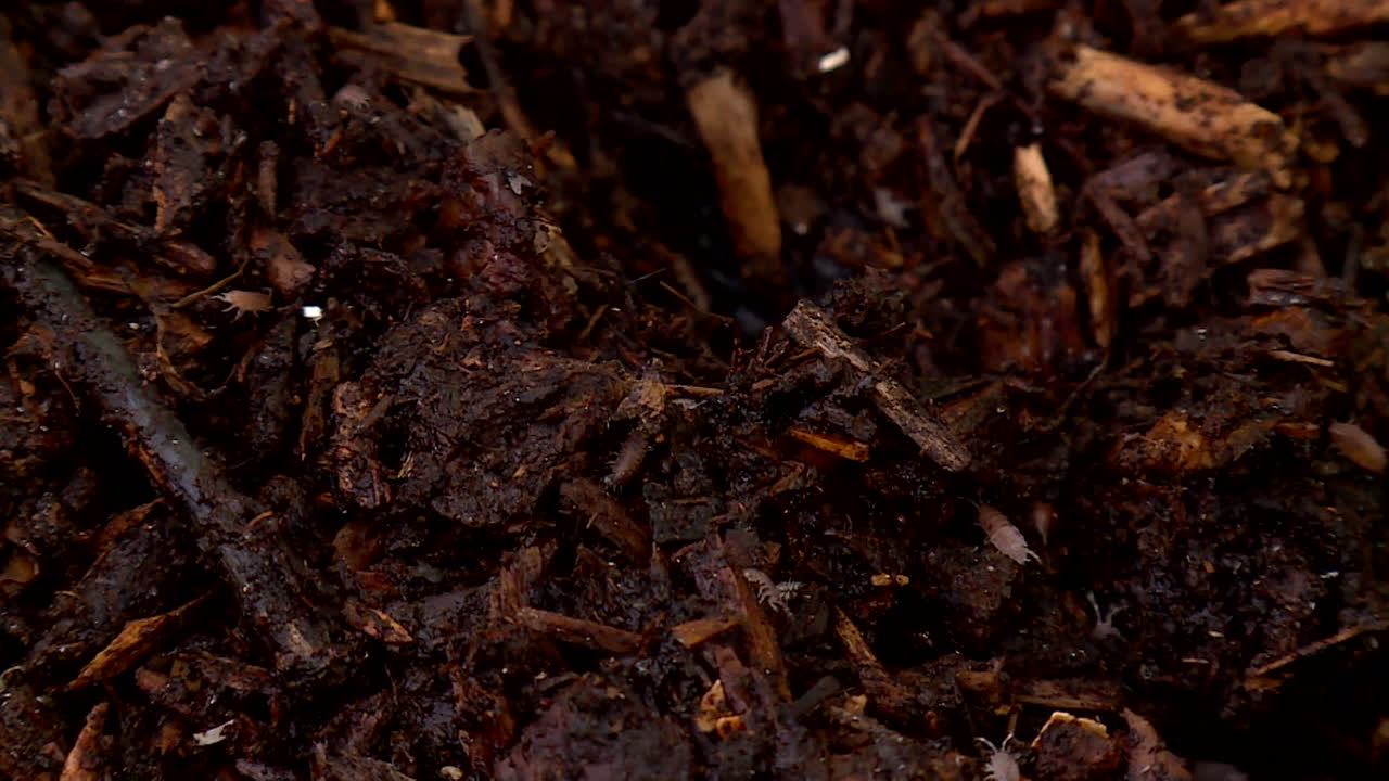 Close-up of Soil and Wood Chips with Isopods