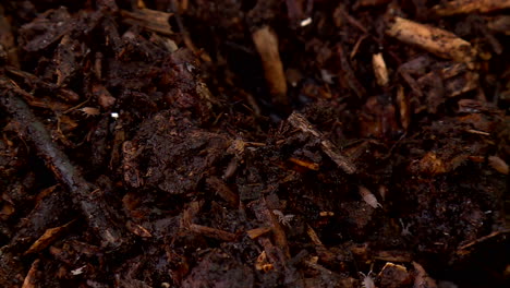 close-up of soil and wood chips with isopods