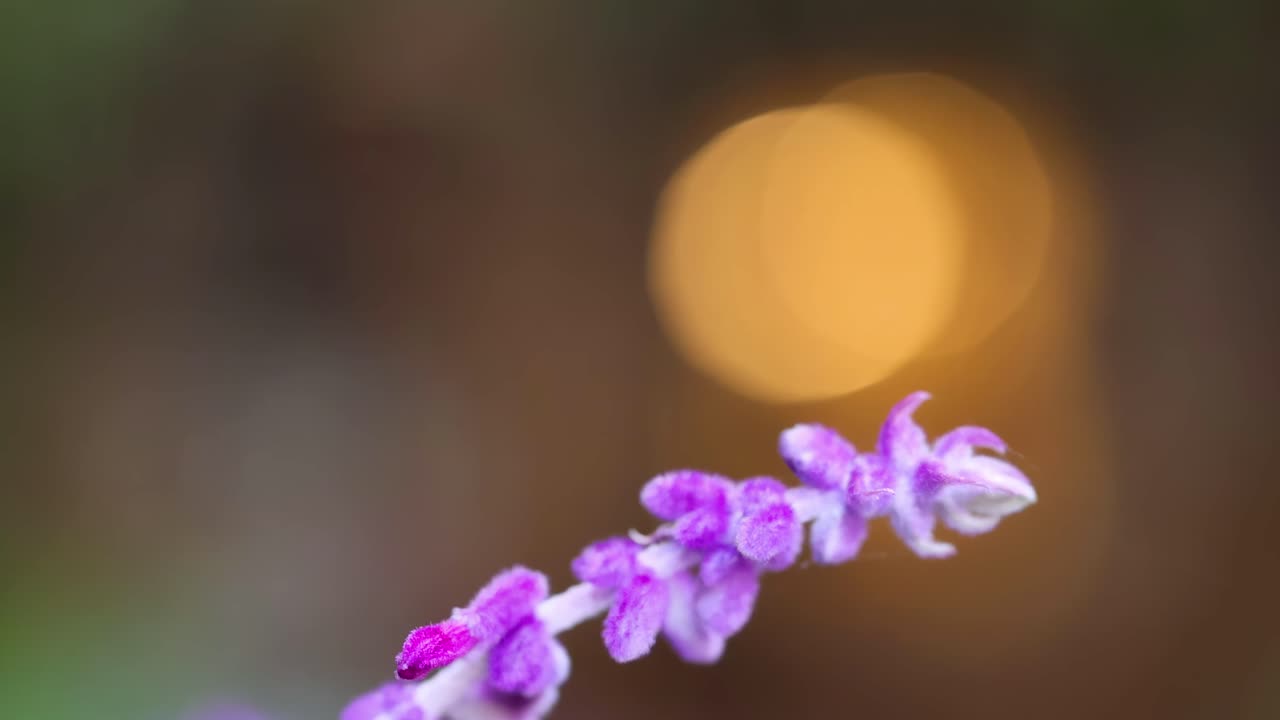 Close-up of vivid purple flowers with a warm, blurred background creating a serene and artistic visual.