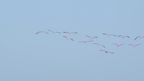 bandada de flamencos chilenos volando libremente como grupo en un cielo azul, lejos de la cámara