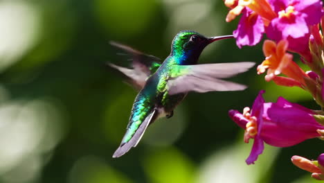 colorful hummingbird in flight