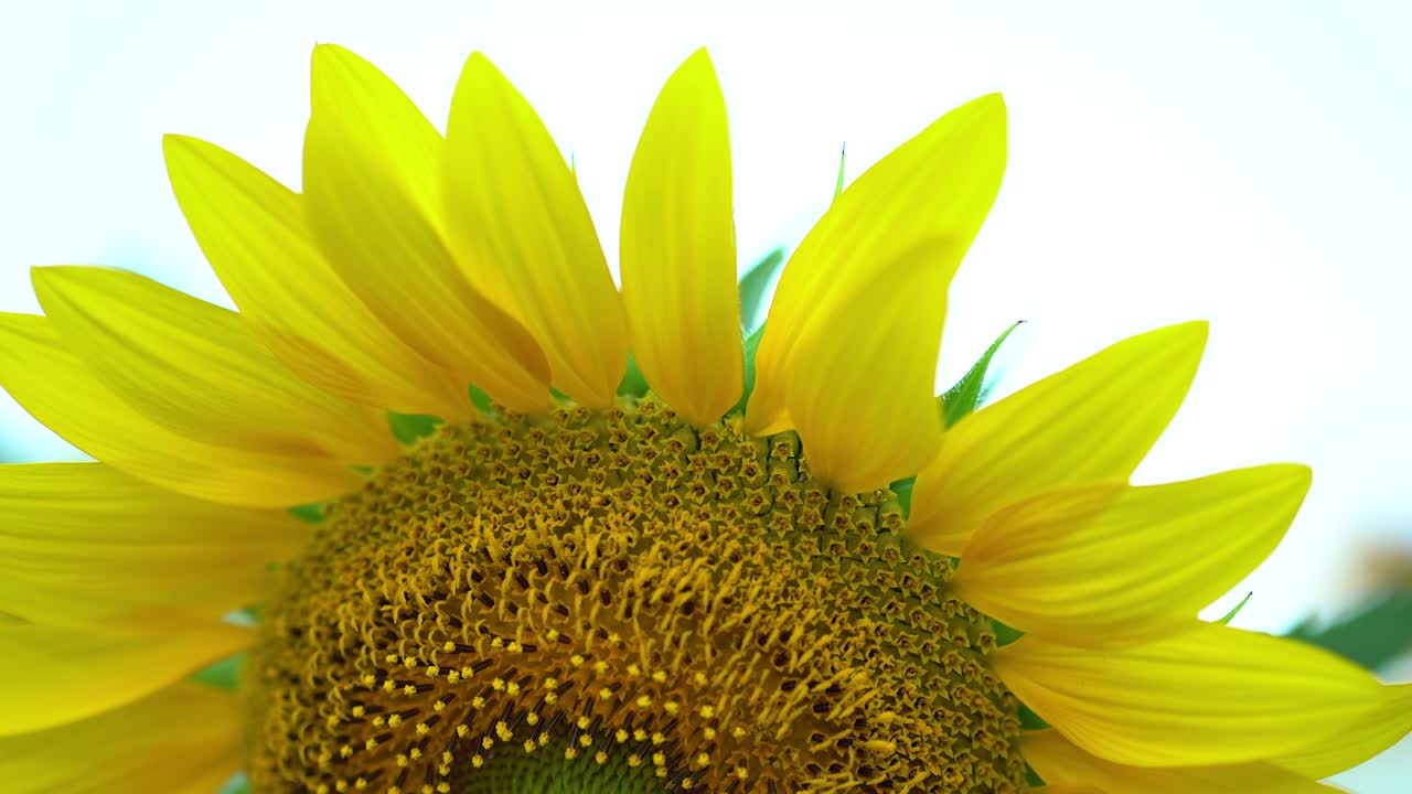 flor de sol en primer plano