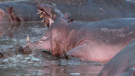 Hipopótamo-En-Estanque-Fangoso-Abre-La-Boca-Lentamente-Mostrando-Caninos-Impresionantes