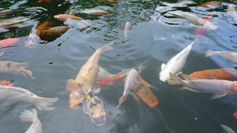 Slow-Motion-Close-Up-of-Koi-Swimming