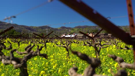 yellow blooming mustard flowers blowing in the wind between vineyard lines near a winery in the napa vallley