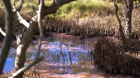 Pato-Verde-Azulado-Gris-Manchado-En-Los-Humedales-De-Manglares-Rosados-De-Alta-Salinidad,-Buscando-Invertebrados-Acuáticos,-Floración-De-Algas-Verde-Azuladas-Durante-La-Estación-Seca,-Toma-Ambiental