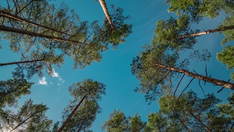 looking up from the forest floor