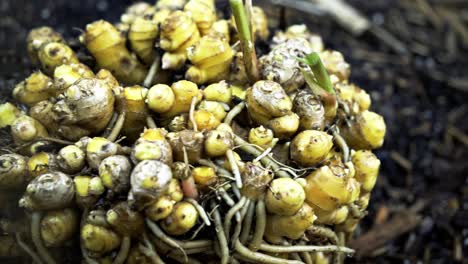 Panning-shot-of-ginger-harvest-The-Delicate-Process-of-Ginger-Harvesting-in-Full-Bloom-home-gardening