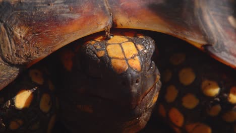 Morning light reveals the yellow-footed tortoise’s front detail taking out its head from the shell in Peru’s lush rainforest.