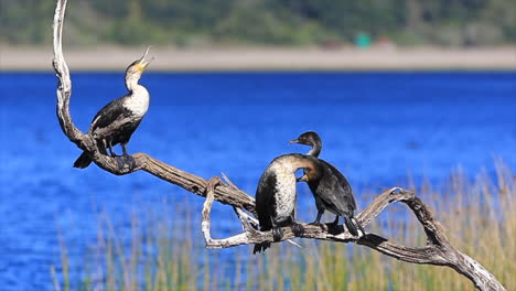 Close-up-White-breasted-Cormorants-sit-an-preen-on-rondevlei-Sedgefield