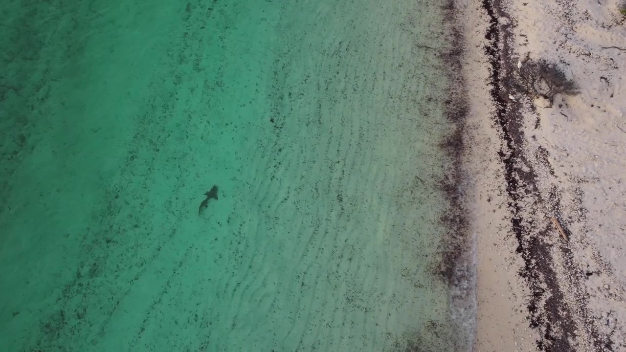 Ripresa drone 4K di uno squalo limone che nuota nelle acque limpide e poco profonde vicino alla spiaggia all'Atollo di Cosmoledo, Seychelles, durante il tramonto