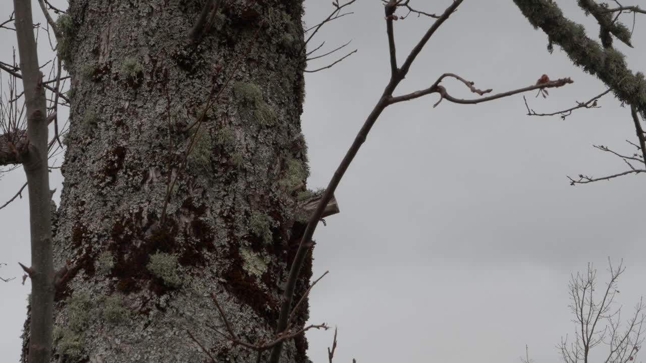나무의 클로즈업 샷
