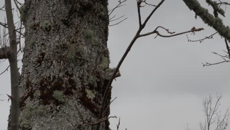 Close-up-shot-of-trees