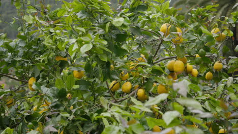 exuberantes limoneros con frutos maduros en un bosque mediterráneo