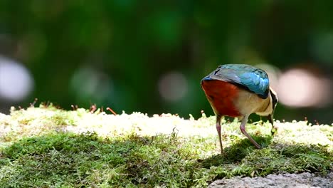 Uno-De-Los-Pittas-Más-Buscados-Y-Catalogado-Como-Una-Especie-Vulnerable