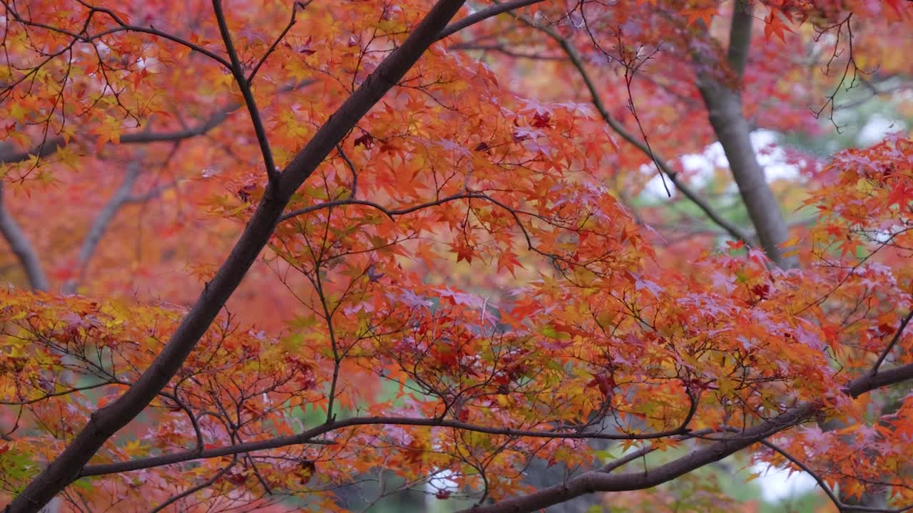 Slow pan over vibrant red maple leafs during fall color season