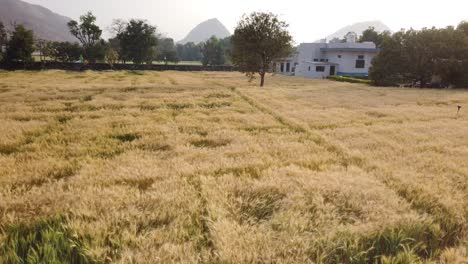 Kamerafahrt-über-Goldene-Weizenfelder-Bei-Sonnenuntergang-In-Pushkar,-Rajasthan,-Indien