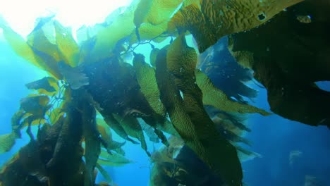 the grand and enigmatic kelp forest masks the abundance of oceanic species