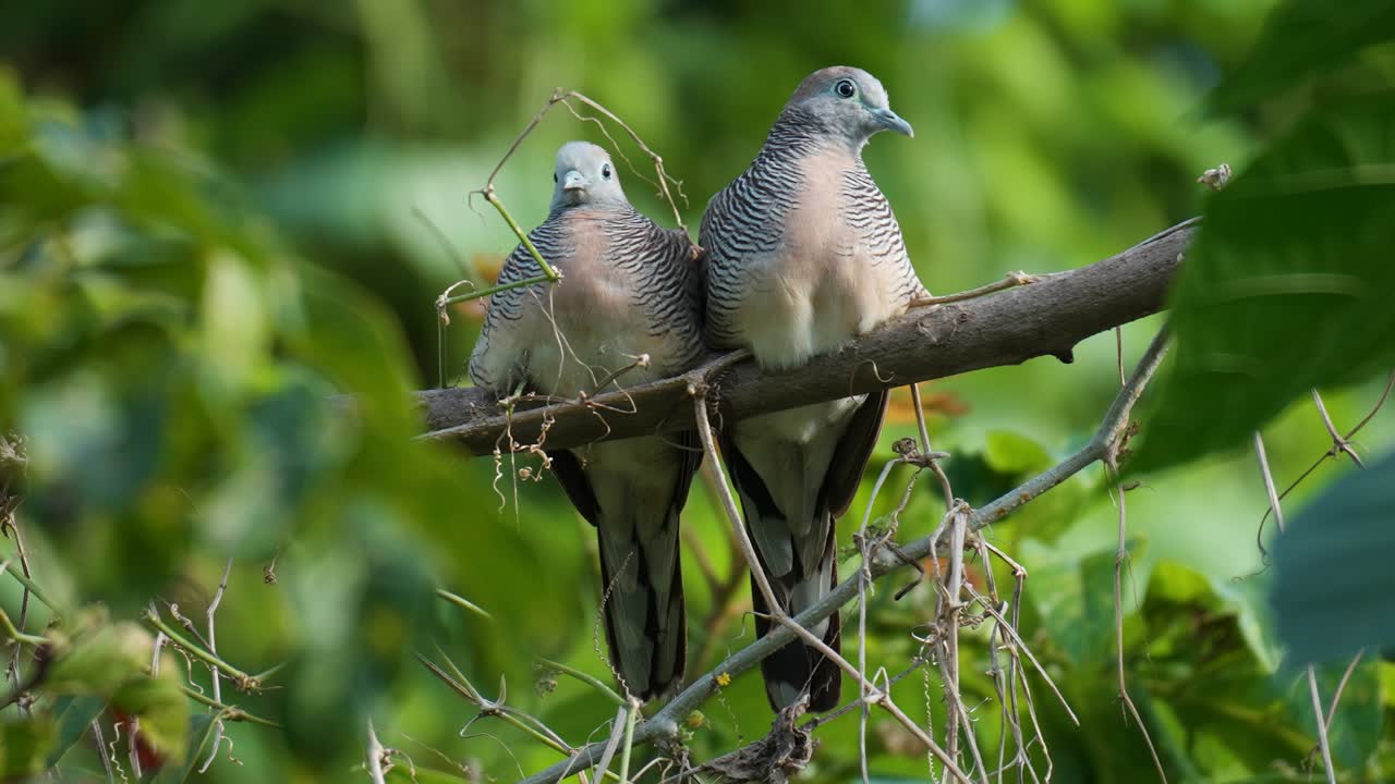 paloma cebra salvaje o pareja de palomas barradas posadas en la rama de un árbol juntas en el bosque de la selva - primer plano