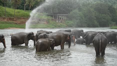 elephants cooling off and enjoying a refreshing bath in a river, splashing water joyfully while surrounded by the lush landscapes of sri lanka